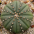 Euphorbia obesa, a spurge
